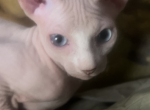 Max - Sphynx Kitten For Sale - NY, US