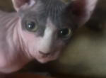 Nadia - Sphynx Kitten For Sale - 