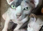 Lizza - Sphynx Kitten For Sale - NY, US