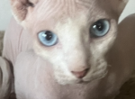 Elvis Presley - Sphynx Kitten For Sale - 