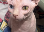 Allan - Sphynx Kitten For Sale - 