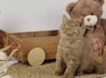 Olympia - British Shorthair Kitten For Sale - Gurnee, IL, US