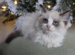 Ragdoll female kitten - Ragdoll Kitten For Sale - Cleveland, TN, US