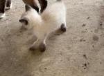 Bandit Litter  MALE SHORT TAIL - Manx Kitten For Sale - Bryan, TX, US