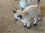 Bandit litter Oct 24 MALE - Siamese Kitten For Sale - 