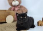 Pandora - British Shorthair Kitten For Sale - Gurnee, IL, US