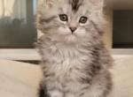 Deisy - Maine Coon Kitten For Sale - Houston, TX, US