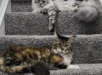 Yuumi tortieshell female - Maine Coon Cat For Sale - Alexandria, VA, US