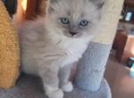 Misty - Ragdoll Kitten For Sale - 