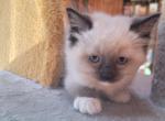 Hunter - Ragdoll Kitten For Sale - Reading, PA, US