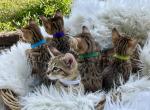 Charger - Savannah Kitten For Sale - 