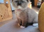 Molly - Ragdoll Kitten For Sale - 