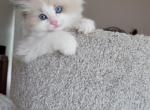 Sunny - Ragdoll Kitten For Sale - 