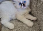 Misty - Ragdoll Kitten For Sale - 