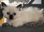 Seal  point male Balineze - Siamese Kitten For Sale - Middleburg, PA, US