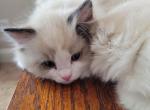 Dewy - Ragdoll Kitten For Sale - 