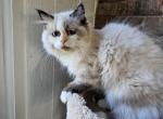 Betty - Ragdoll Kitten For Sale - 