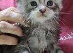 Floof - Maine Coon Kitten For Sale - 