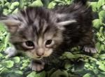 Kiki   Polydactyl - Maine Coon Kitten For Sale - 