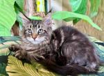 Maine Coon Forest Brown  Female - Maine Coon Kitten For Sale - Orlando, FL, US