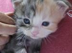 Cally - Maine Coon Kitten For Sale - 