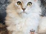 Irene - Maine Coon Kitten For Sale - Pensacola, FL, US