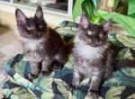 Maine Coon Smokey Black  Brothers - Maine Coon Kitten For Sale - Orlando, FL, US