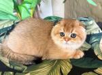 Scottish  Fold  Golden  Male - Scottish Fold Kitten For Sale - Orlando, FL, US