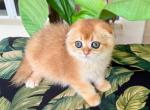 Scottish Fold  Golden Female - Scottish Fold Kitten For Sale - Orlando, FL, US