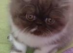 READY NOW female ELH  persian kitten IRIS - Exotic Kitten For Sale - 