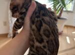 August twenty four - Bengal Kitten For Sale - Denver, CO, US