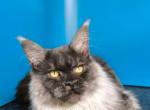 Wilson - Maine Coon Kitten For Sale - Virginia Beach, VA, US