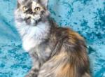 Jazel - Maine Coon Kitten For Sale - Virginia Beach, VA, US