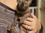 Sphynx Bambino Kitten - Sphynx Kitten For Sale - Sacramento, CA, US