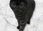 Smokey - Scottish Fold Kitten For Sale - San Diego, CA, US