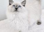 Bueatiful Ragdoll Boy - Ragdoll Kitten For Sale - 