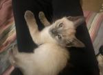 hollow - Siamese Kitten For Adoption - Charlotte, NC, US