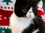 Tuxedo ESH Male - Exotic Kitten For Sale - 