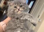 Frero - Persian Kitten For Sale - Allen, TX, US