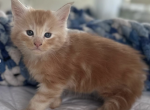 Ginger from Olympia Autumn Litter - Maine Coon Kitten For Sale - 