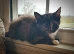 Callie - Domestic Kitten For Sale - 