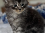 Chai from Olympia Autumn Litter - Maine Coon Kitten For Sale - Charlottesville, VA, US