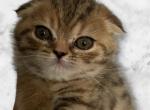 Tiger - Scottish Fold Kitten For Sale - San Diego, CA, US