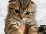 Cheeto - Scottish Fold Kitten For Sale - San Diego, CA, US