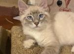 Gismo - Balinese Kitten For Sale - Branson, MO, US