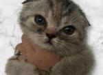 Diamond - Scottish Fold Kitten For Sale - San Diego, CA, US