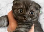 Onyx - Scottish Fold Cat For Sale - San Diego, CA, US