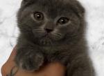 Wolfie - Scottish Fold Kitten For Sale - San Diego, CA, US