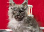 QMartin - Maine Coon Kitten For Sale - Boston, MA, US