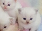 Christmas kittens - Ragdoll Kitten For Sale - Rochester, NY, US